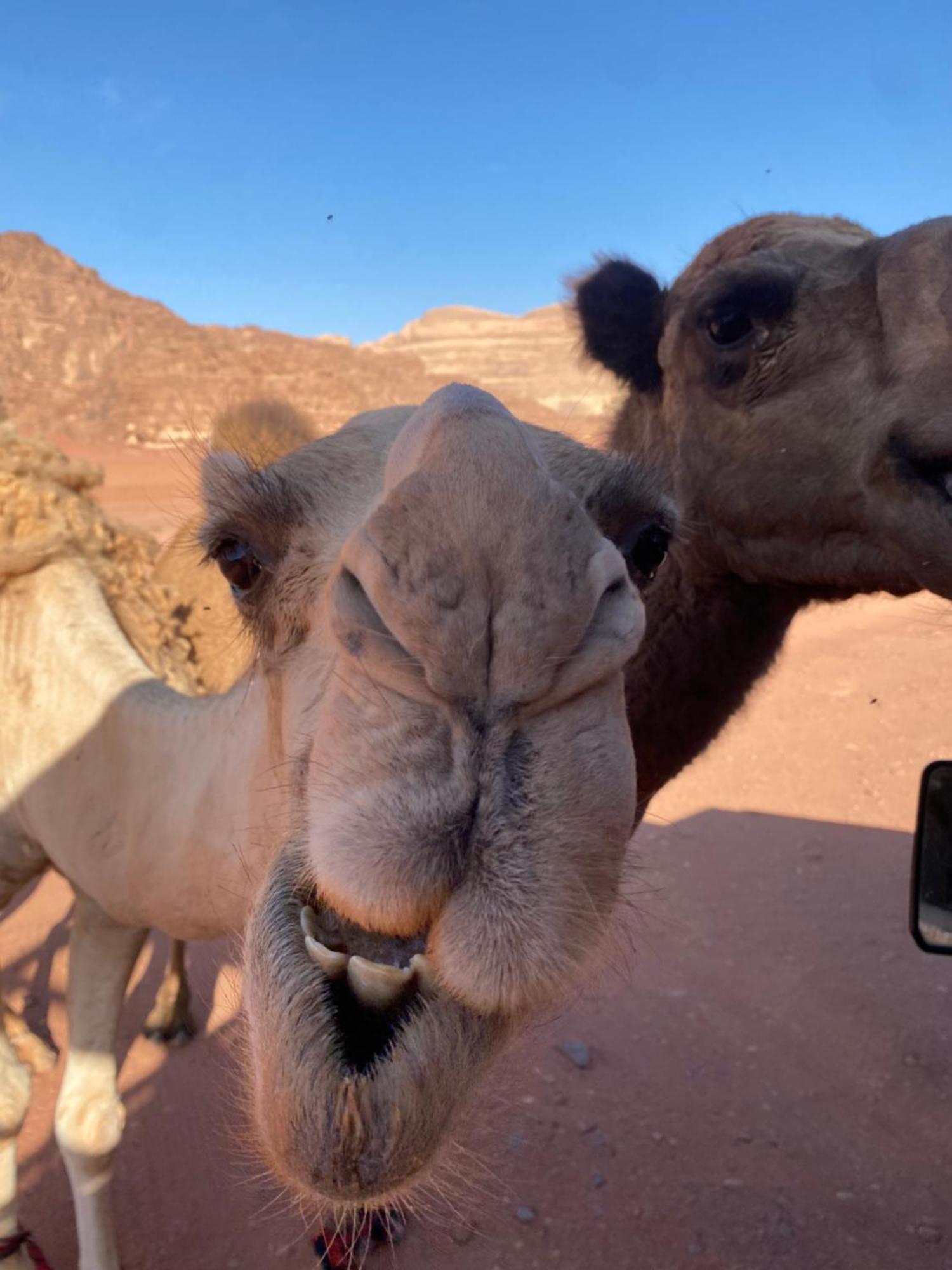 Отель Wadi Rum Desert Heart Camp Экстерьер фото