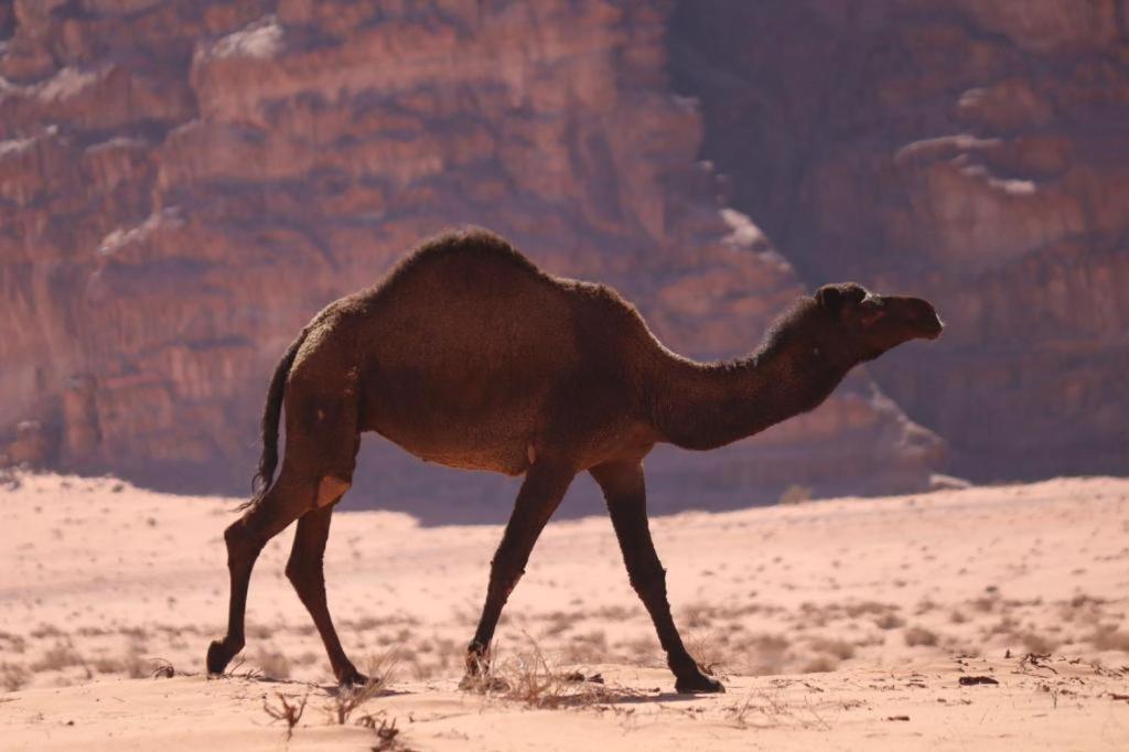 Отель Wadi Rum Desert Heart Camp Экстерьер фото